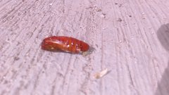 Insecta