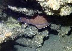 Lotella rhacina