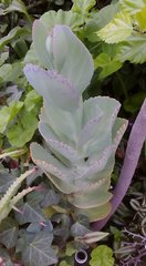 Kalanchoe marmorata