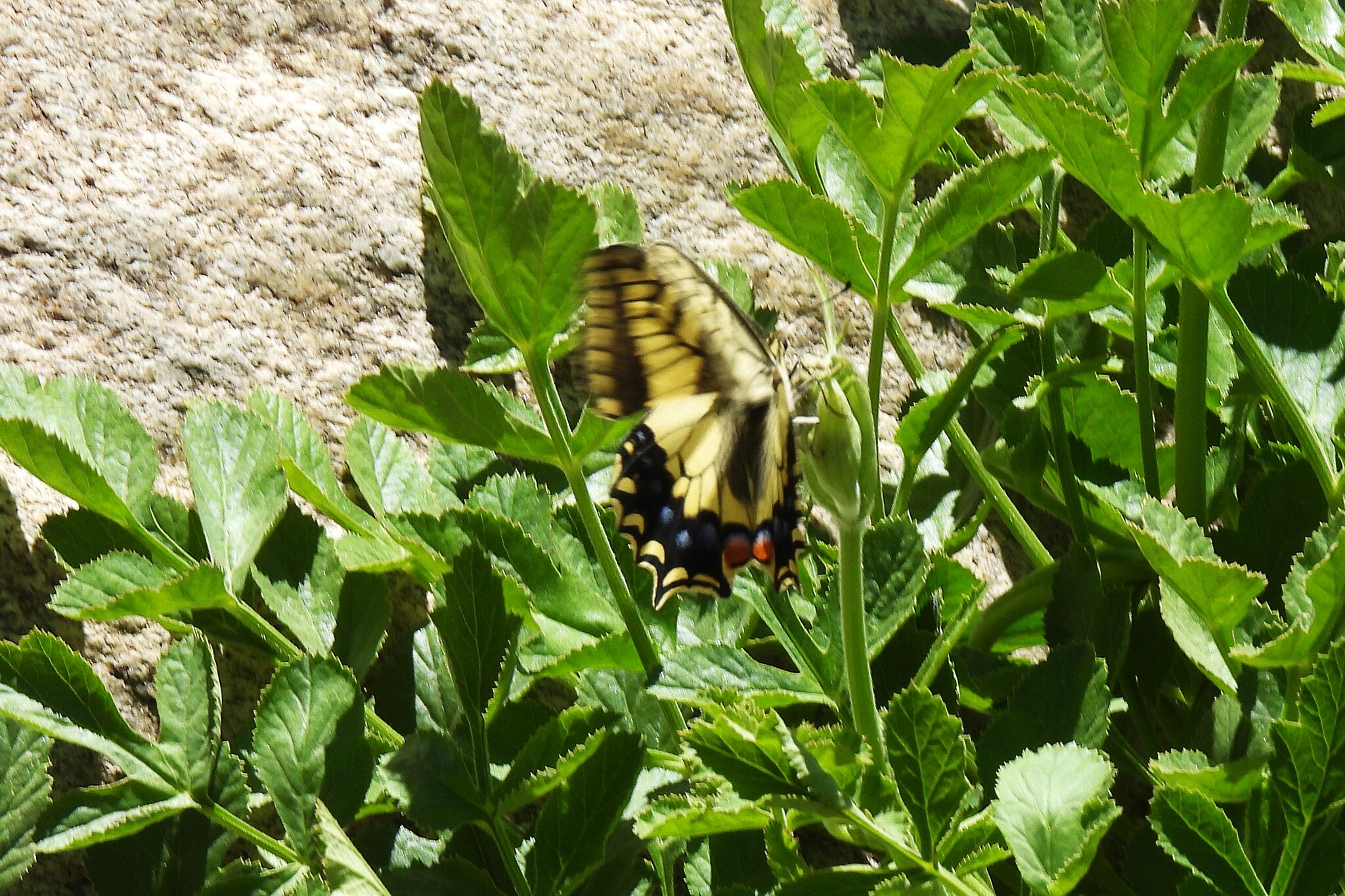 Common Yellow Swallowtail