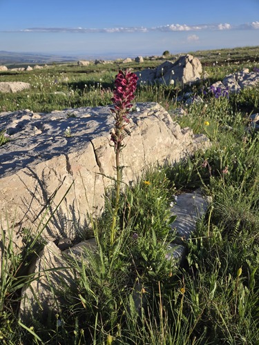 Fern-leaved Lousewort (Pedicularis cystopteridifolia)