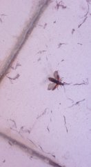 Insecta