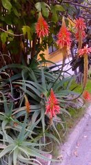 Aloe