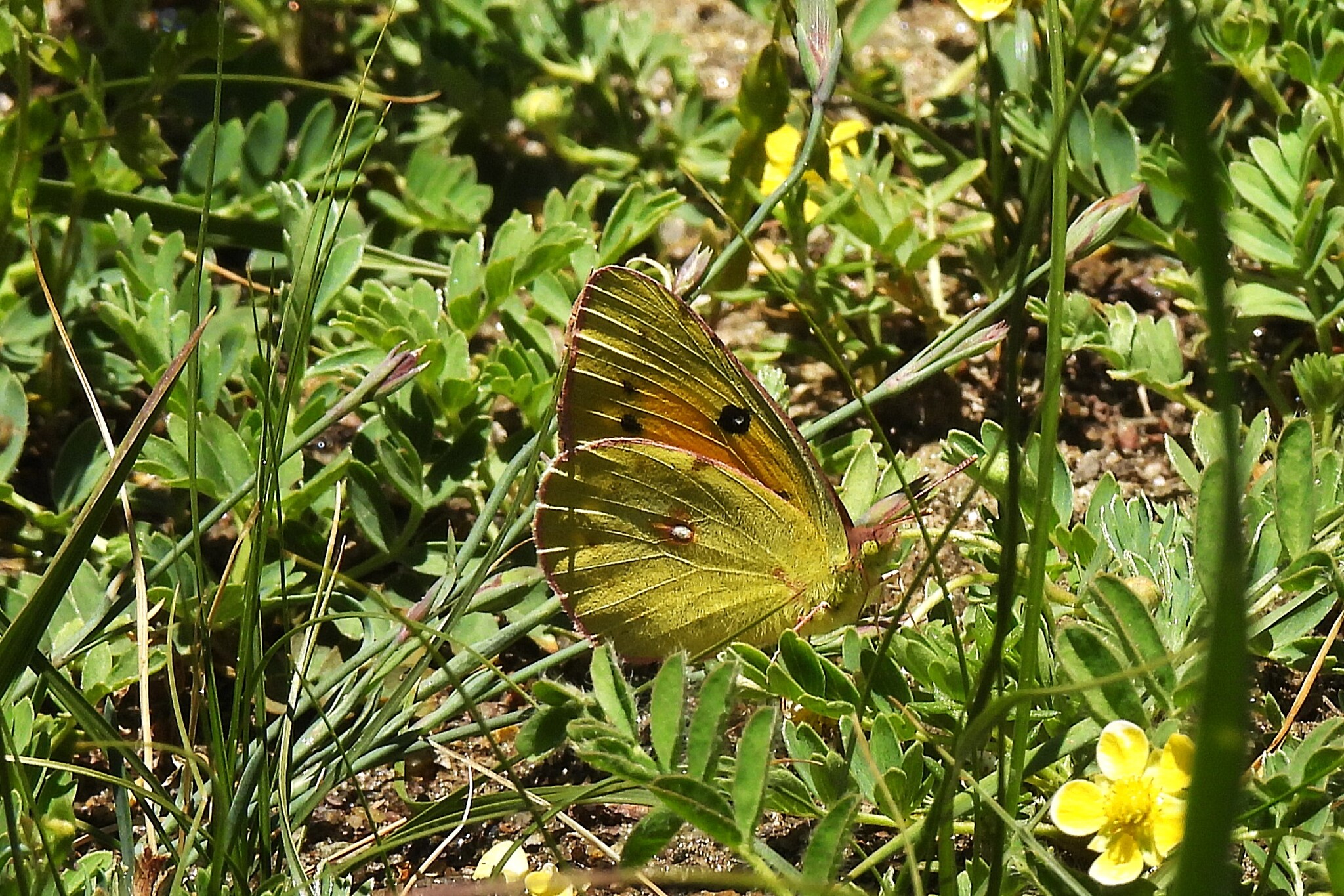 Dark Clouded Yellow