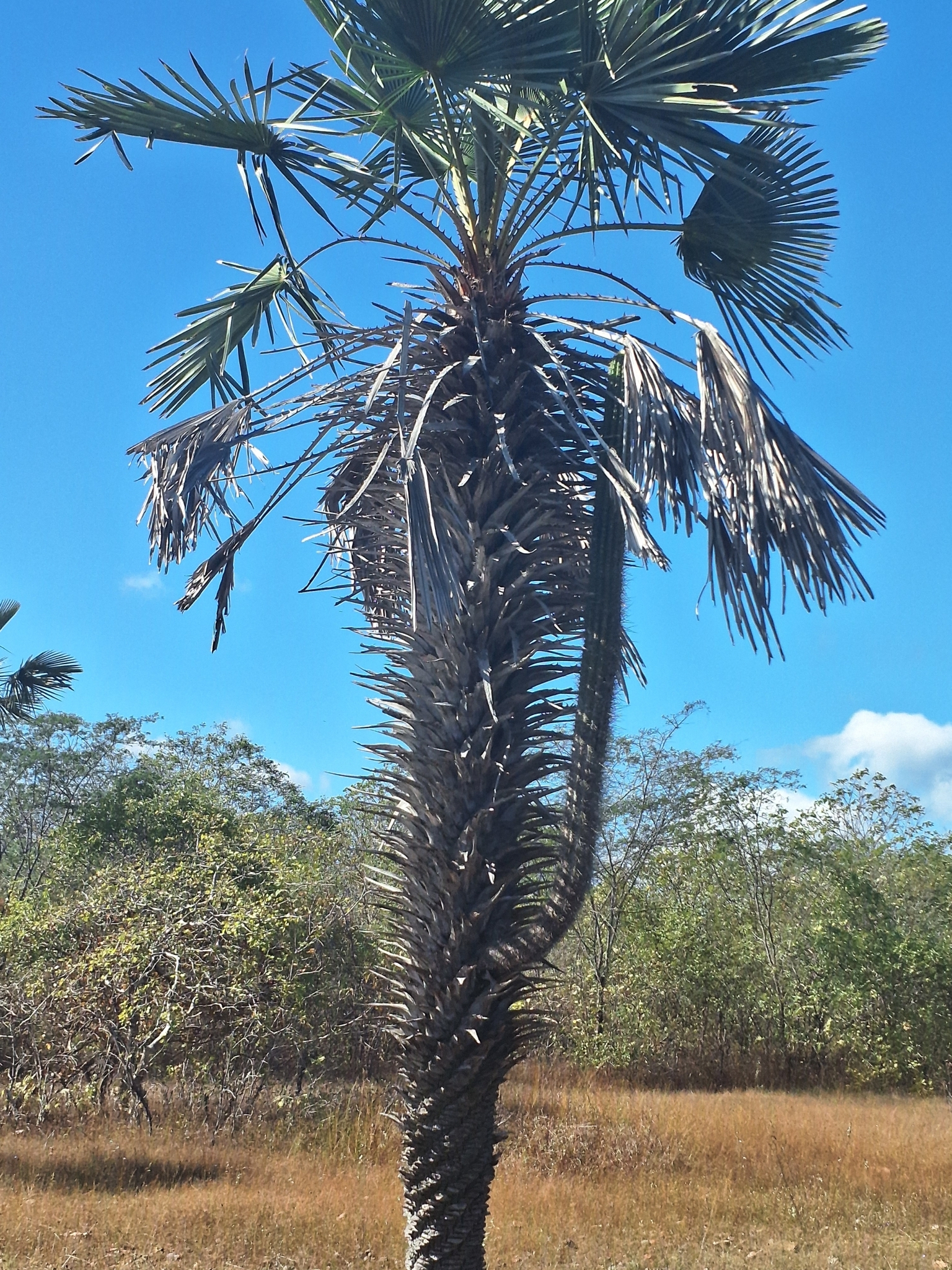 Copernicia prunifera