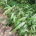 Setaria palmifolia - Photo (c) Jim Huang(松葉蕨),  זכויות יוצרים חלקיות (CC BY-NC-ND), הועלה על ידי Jim Huang(松葉蕨)