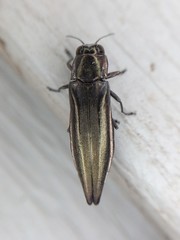 Agrilus macer