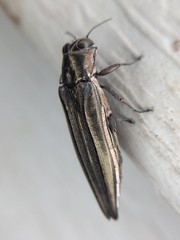 Agrilus macer