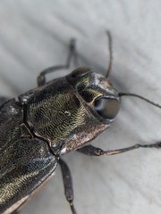Agrilus macer