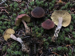 Calocybe onychina