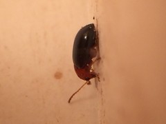 Glyptina