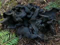 Polyozellus marymargaretae