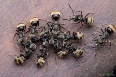 Dolichoderus bispinosus