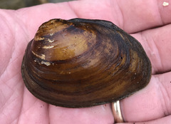 Pleurobema decisum