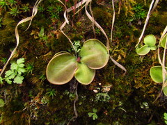 Pinguicula oblongiloba