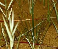 Juncus balticus littoralis