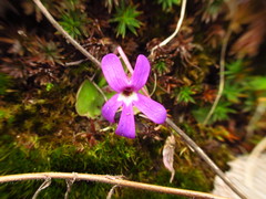 Pinguicula oblongiloba