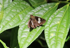 Notocrypta curvifascia