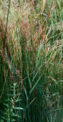 Juncus balticus littoralis