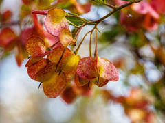 Dodonaea viscosa cuneata