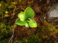 Pinguicula oblongiloba