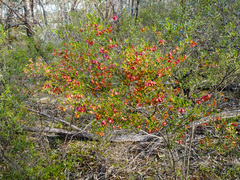 Dodonaea viscosa cuneata