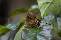 Saribia perroti