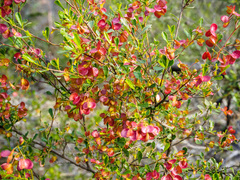 Dodonaea viscosa cuneata