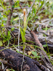 Pterostylis robusta
