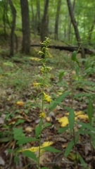 Solidago roanensis