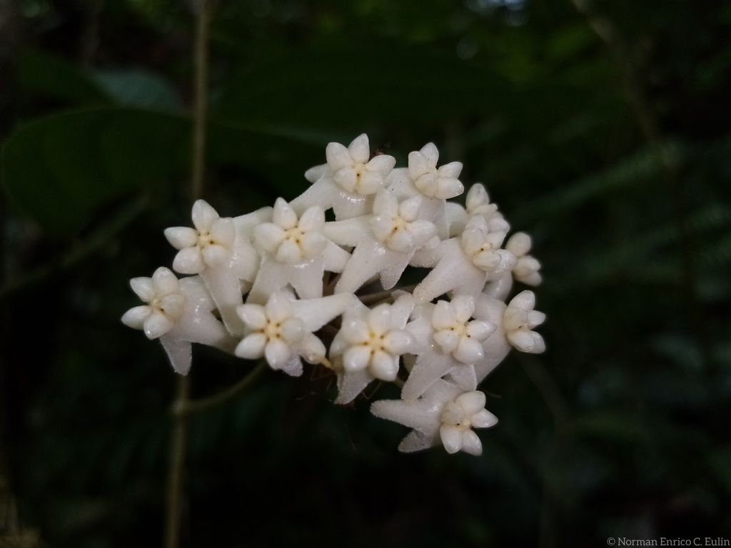 Wax plant