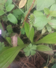 Plantago australis