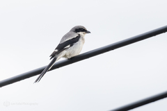 Giant Grey Shrike photo 1