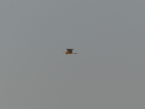 Purple Heron