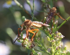 Diogmites angustipennis