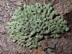 Menegazzia neozelandica