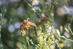 Diogmites angustipennis