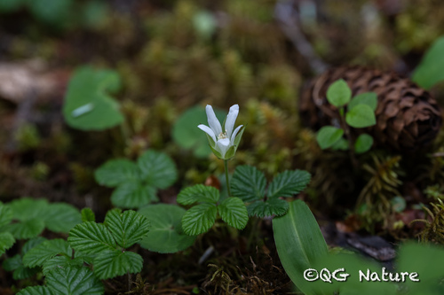 Rubus fockeanus