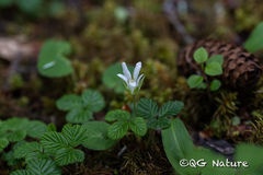 Rubus fockeanus