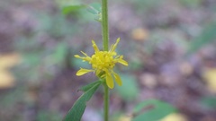 Solidago roanensis