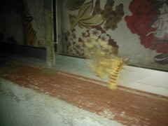 Citheronia guayaquila