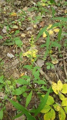 Solidago roanensis