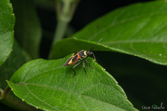 Craspeduchus variegatus