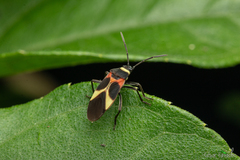 Craspeduchus variegatus