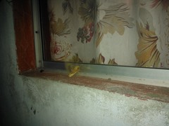 Citheronia guayaquila