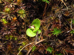 Pinguicula oblongiloba