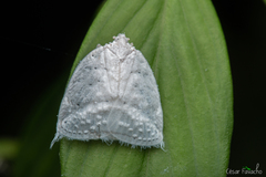 Nogodinidae