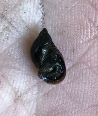 Pseudosuccinea columella