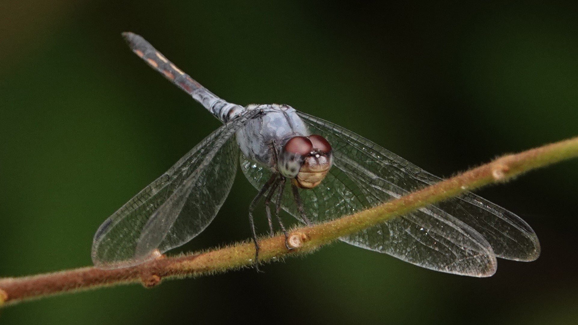 Yellow-Tailed Ashy Skimmer