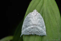 Nogodinidae